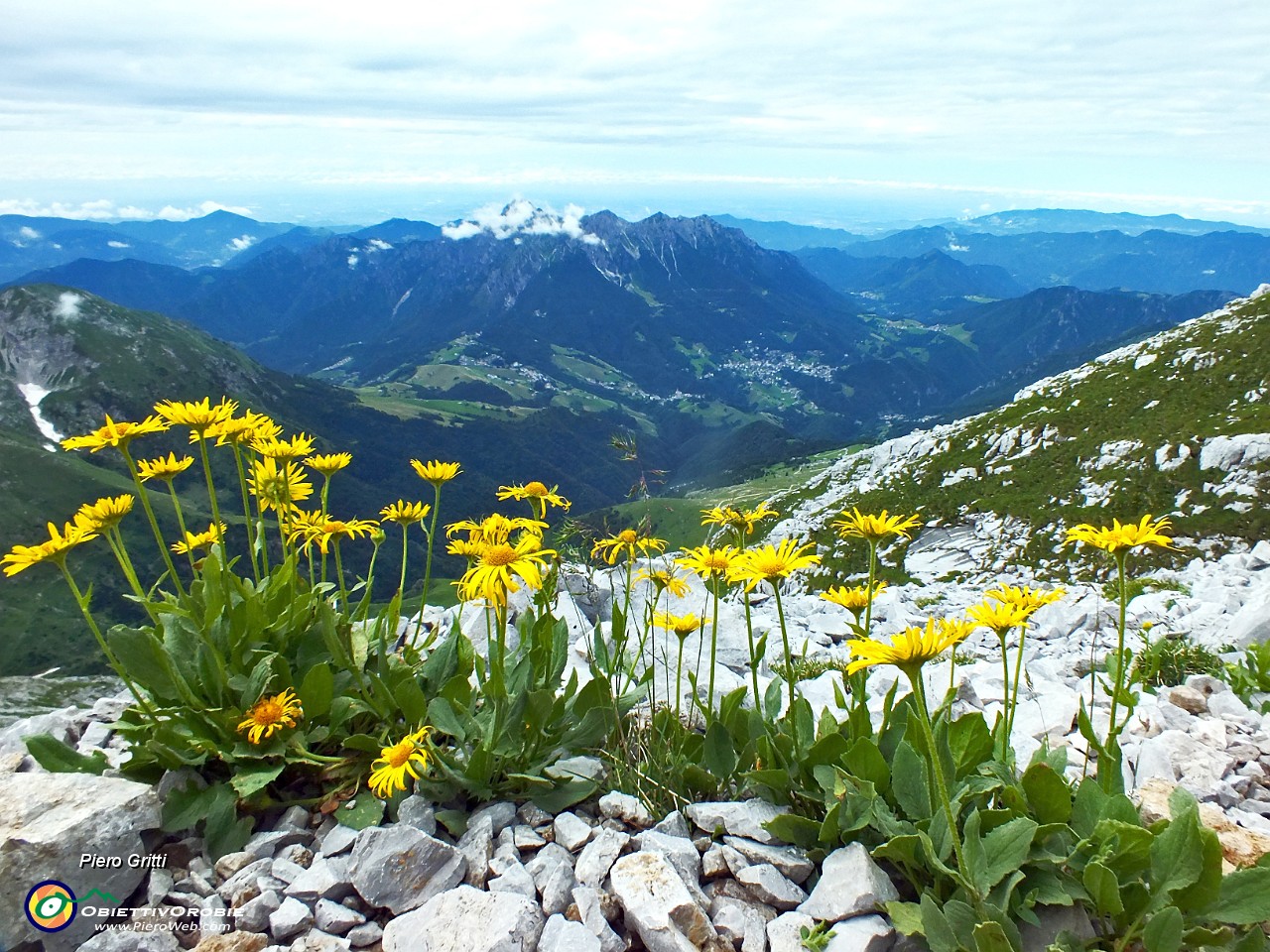 34 Doronicum grandiflorum.JPG